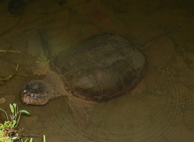 Snapping Turtle - <i>Chelydra serpentina</i>