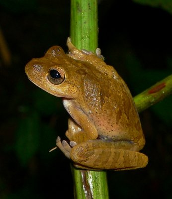 Drab Treefrog - Smilisca sordida