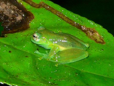 Glass Frog - Teratohyla spinosa