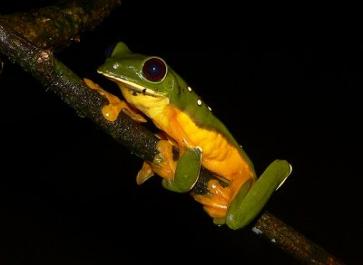 Tree Frog - Agalychnis spurrelli