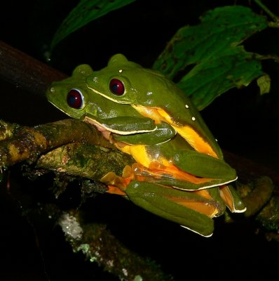 Tree Frogs - <i>Agalychnis spurrelli</i>