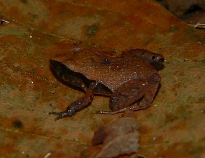 Frog - Craugastor stejnegerianus