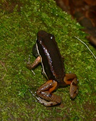 Talamancan Rocket Frog - Allobates talamancae