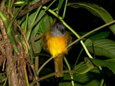 Gray-headed Tanager - Eucometis penicillata
