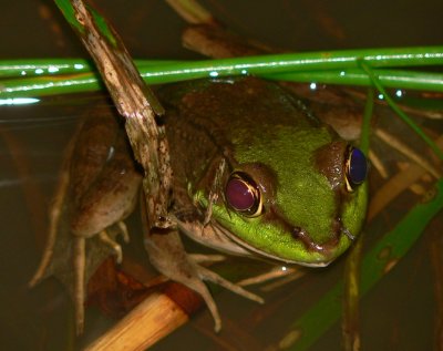 Frog - Lithobates vaillanti