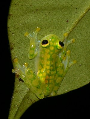 Reticulated Glass Frog - Hyalinobatrachium valerioi