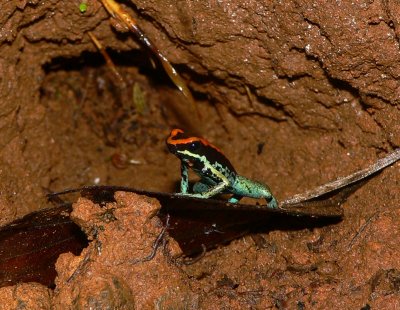 Golfo Dulce Poison Frog - Phyllobates vittatus