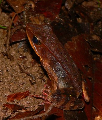 Brilliant Forest Frog - Lithobates warszewitschii