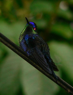 Violet-crowned Woodnymph - Thalurania colombica
