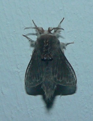 Larch Tolype - Tolype laricis