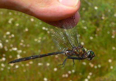 Incurvate Emerald - Somatochlora incurvata