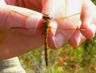 Saffron-winged Meadowhawk - Sympetrum costiferum
