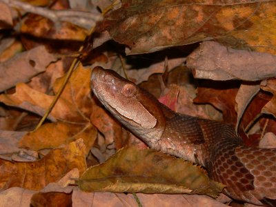 Osage Copperhead - Agkistrodon contortrix phaeogaster