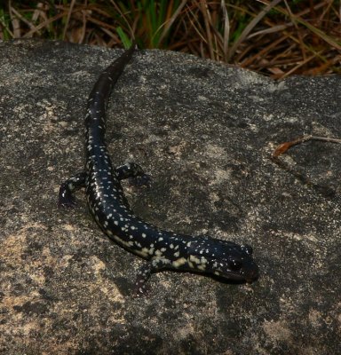 Western Slimy Salamander - Plethodon albagula