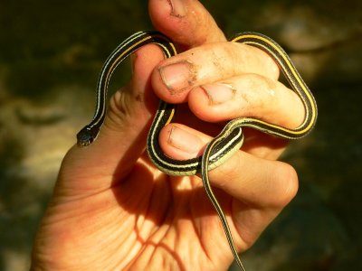 Western Ribbon Snake - Thamnophis proximus