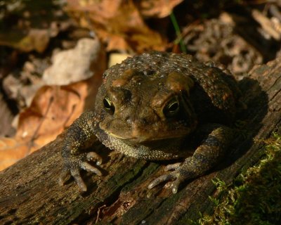 Dwarf American Toad - Anaxyrus americanus charlesmithi