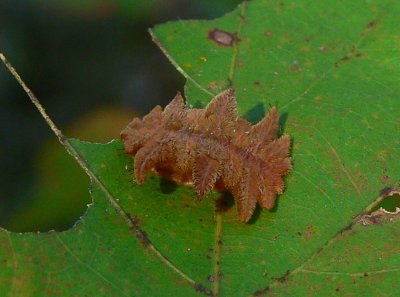 Hag Moth Caterpillar - Phobetron pithecium
