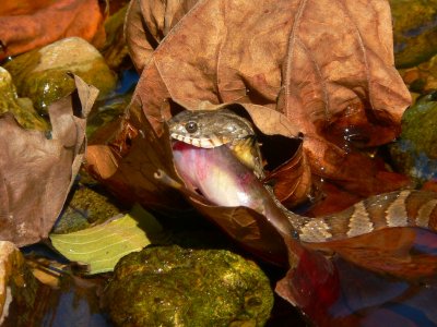 Midland Water Snake - Nerodia sipedon pleuralis