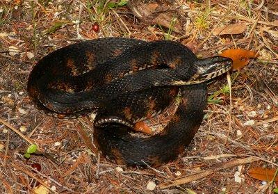 Banded Water Snake - Nerodia fasciata fasciata