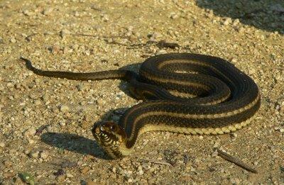 Gulf Salt Marsh Snake - Nerodia clarkii clarkii
