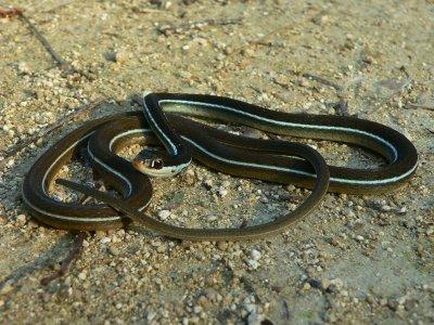 Bluestripe Ribbon Snake - Thamnophis sauritus nitae