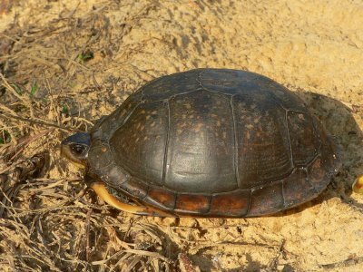 Gulf Coast Box Turtle - Terrapene carolina major