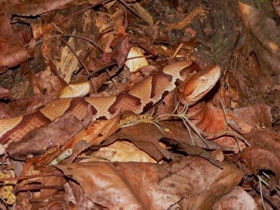 Southern Copperhead - Agkistrodon contortrix contortrix