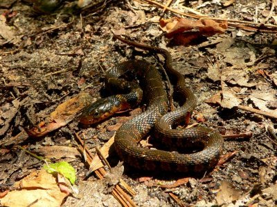 Redbelly Water Snake - Nerodia erythrogaster erythrogaster