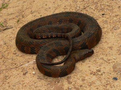 Brown Water Snake - Nerodia taxispilota