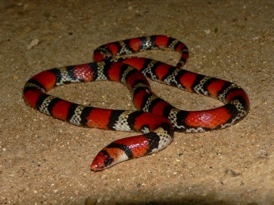 Scarlet Snake - Cemophora coccinea