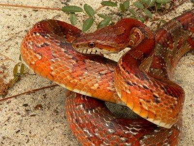 Corn Snake - Elaphe guttata guttata