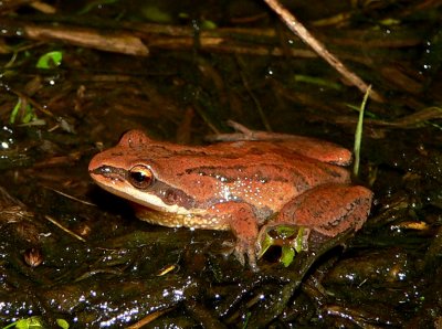 New Jersey Chorus Frog - Pseudacris kalmi