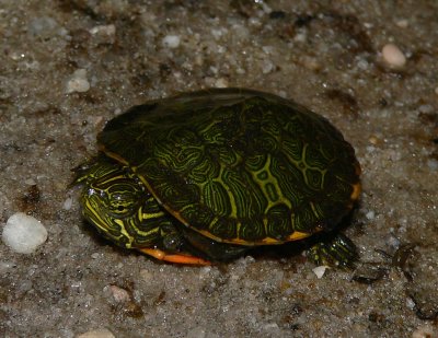 Red-bellied Turtle - Pseudemys rubriventris