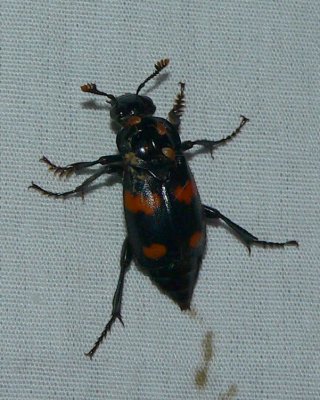 Roundneck Sexton Beetle - Nicrophorus orbicollis