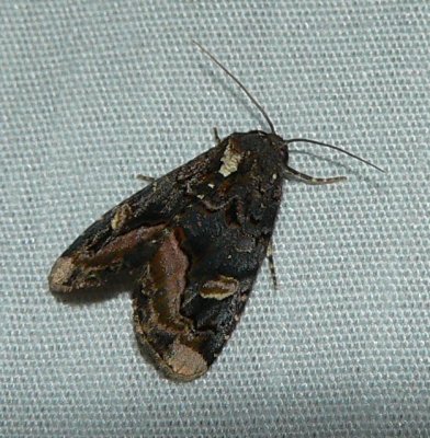 Black Wedge-spot Moth - Homophoberia apicosa