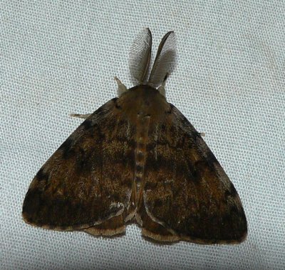 Gypsy Moth - Lymantria dispar