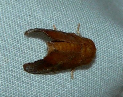 Crowned Slug Moth - Isa textula