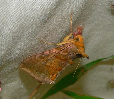 Unspotted Looper Moth - Allagrapha aerea