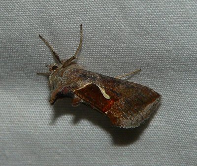 Celery Looper Moth - <i>Anagrapha falcifera</i>