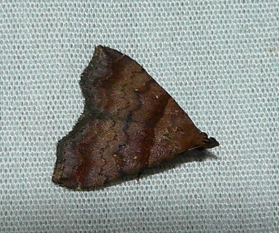 Ambiguous Moth - Lascoria ambigualis