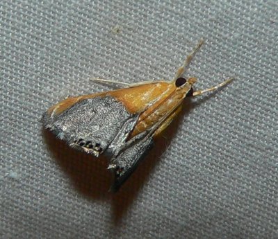 Sooty-winged Chalcoela - Chalcoela iphitalis