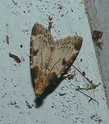 Moth - Aglossa costiferalis