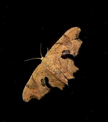 Brown Scoopwing - Calledapteryx dryopterata