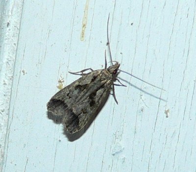 Bilobed Dichomeris - Dichomeris bilobella