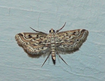 Watermilfoil Leafcutter Moth - Parapoynx allionealis