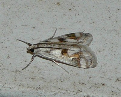Polymorphic Pondweed Moth - Parapoynx maculalis