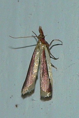 Carmine Snout Moth - Peoria approximella