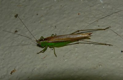 Slender Meadow Katydid - Conocephalus fasciatus