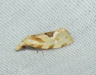 Moth - Aethes