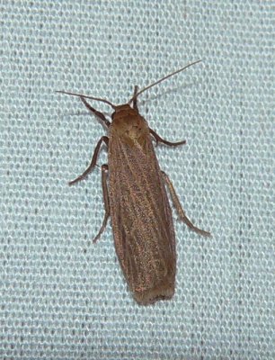 Pale Lichen Moth - Crambidia pallida